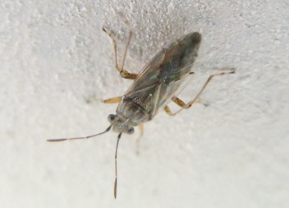 Nysius cymoides?  No, Nysius graminicola